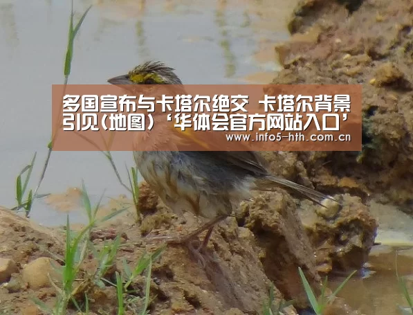 华体会体育app下载